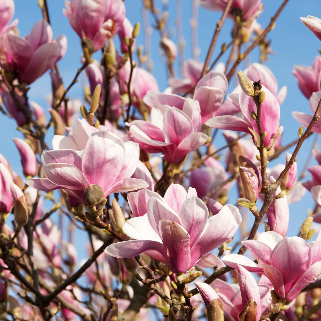 Magnolia x soulangeana