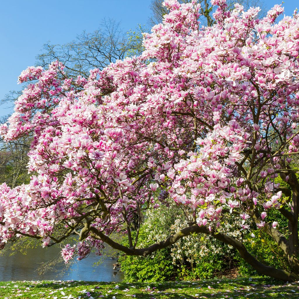 Magnolia x soulangeana