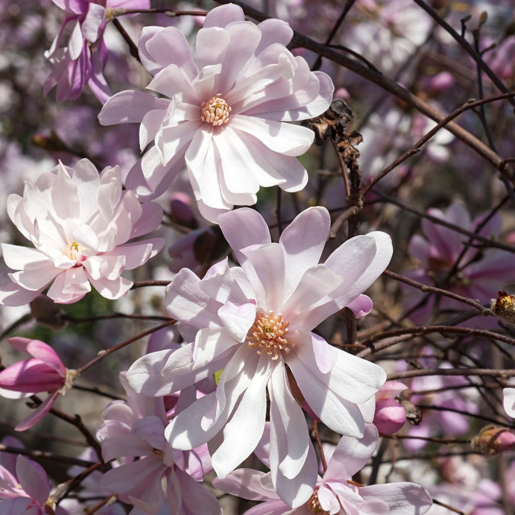 Magnolia stellata Rosea