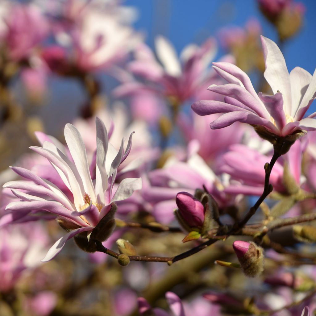 Magnolia stellata Rosea - Magnolia étoilé