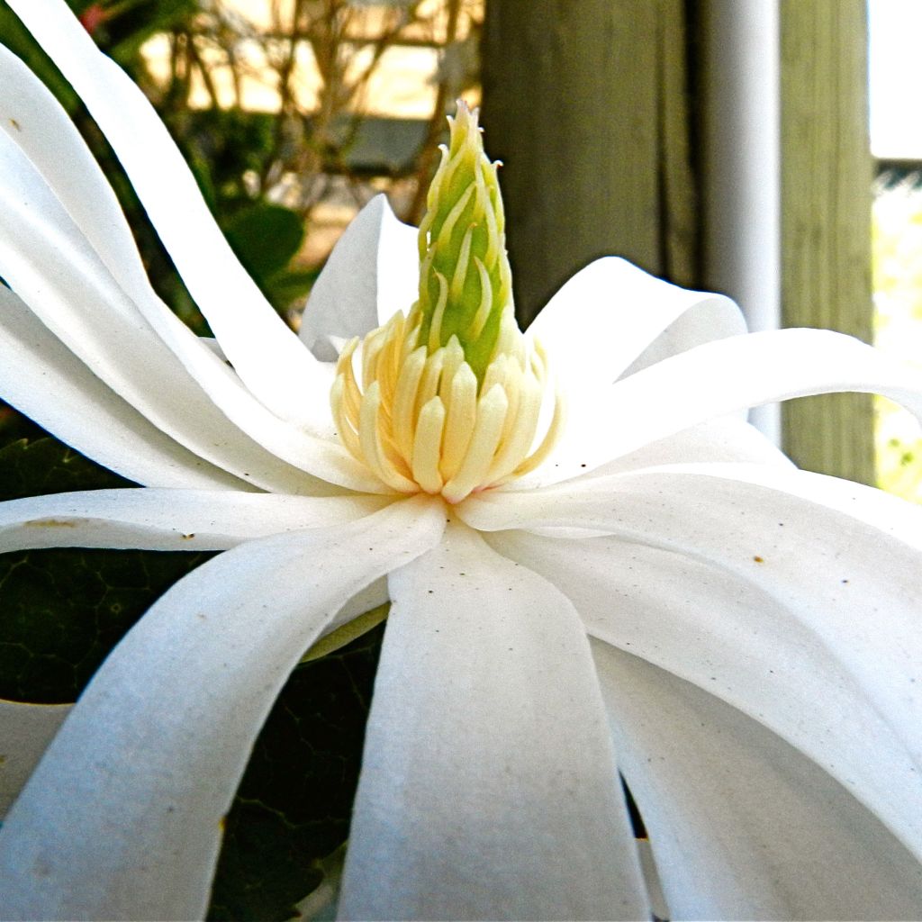 Magnolia stellata Royal Star