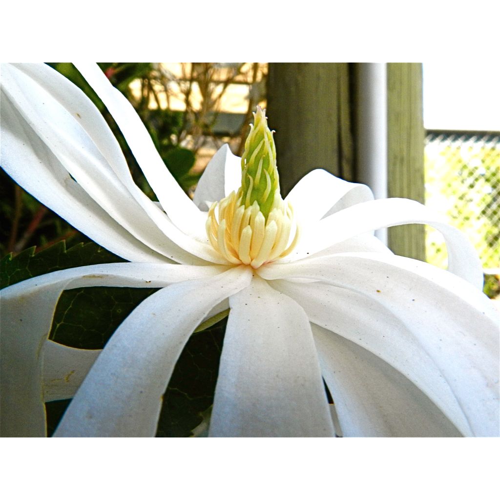 Magnolia stellata Royal Star  - Magnolia étoilé