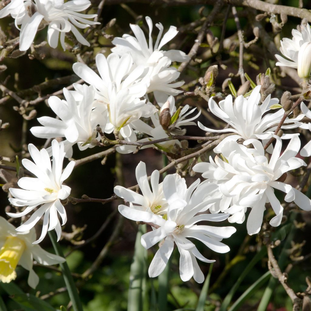 Magnolia stellata