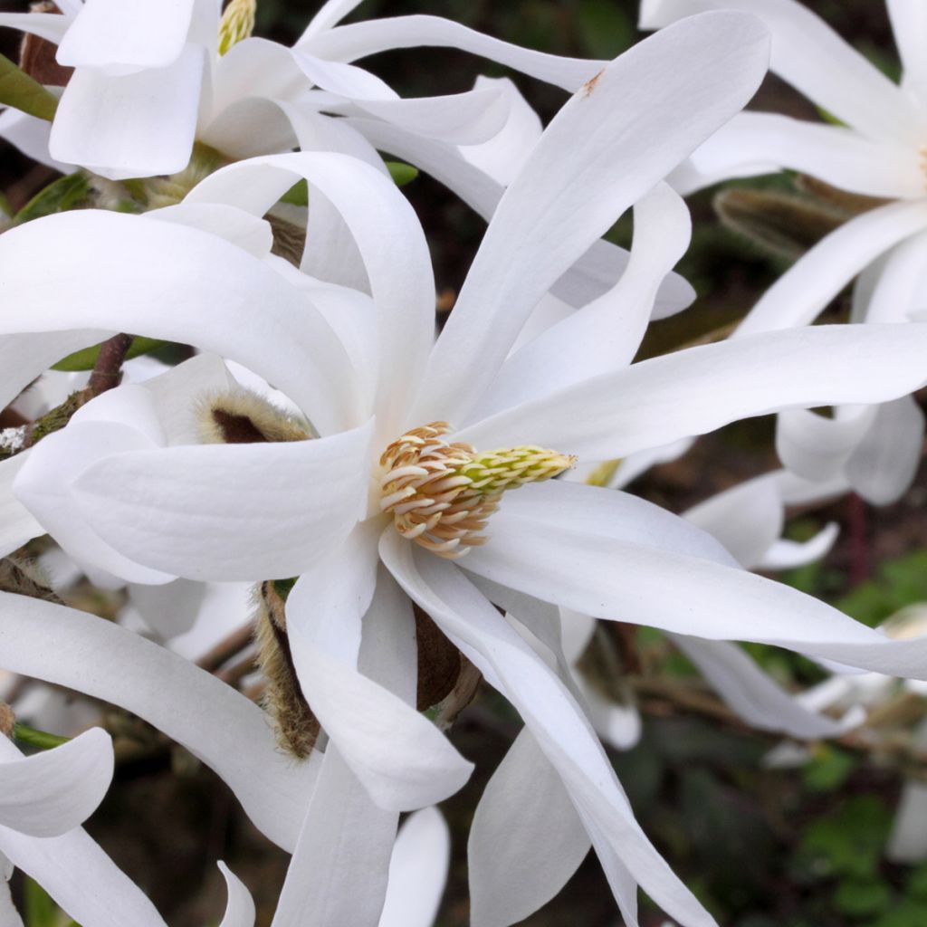 Magnolia stellata