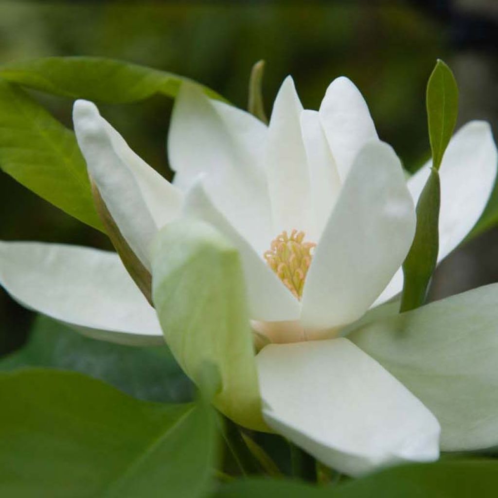 Magnolia thompsoniana - Magnolier de Thompson.