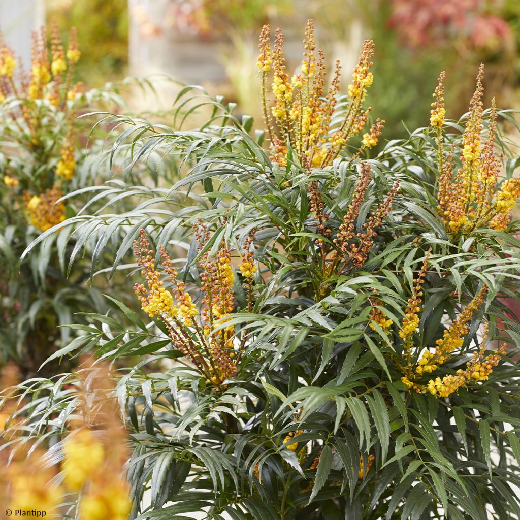 Mahonia Volcano