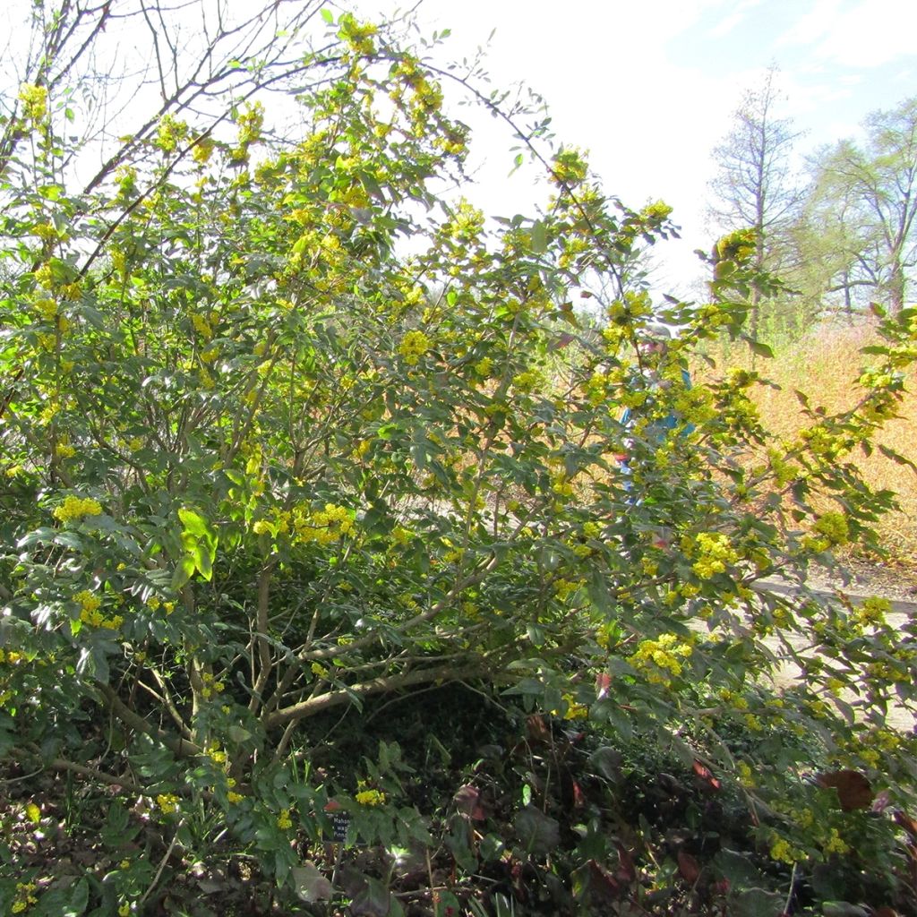 Mahonia (x) wagneri Pinnacle