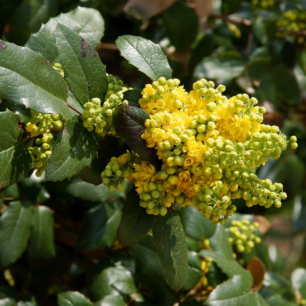 Mahonia (x) wagneri Pinnacle