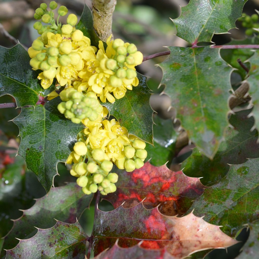 Mahonia (x) wagneri Pinnacle