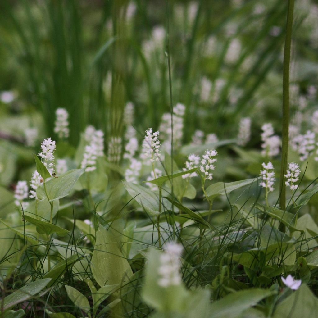 Maianthemum bifolium