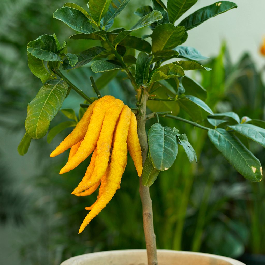 Buddha's Hand - Citrus medica var. sarcodactylis