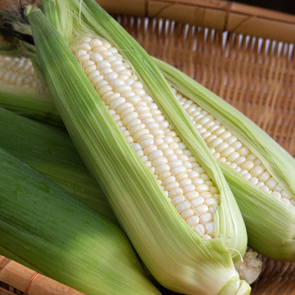 Organic Astarac White Sweetcorn - Ferme de Sainte Marthe seeds seeds