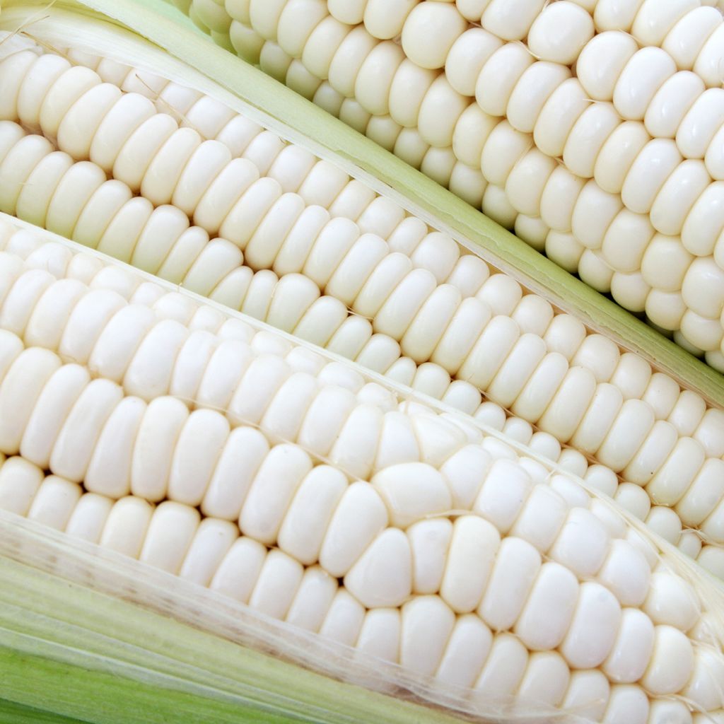 Organic Astarac White Sweetcorn - Ferme de Sainte Marthe seeds seeds