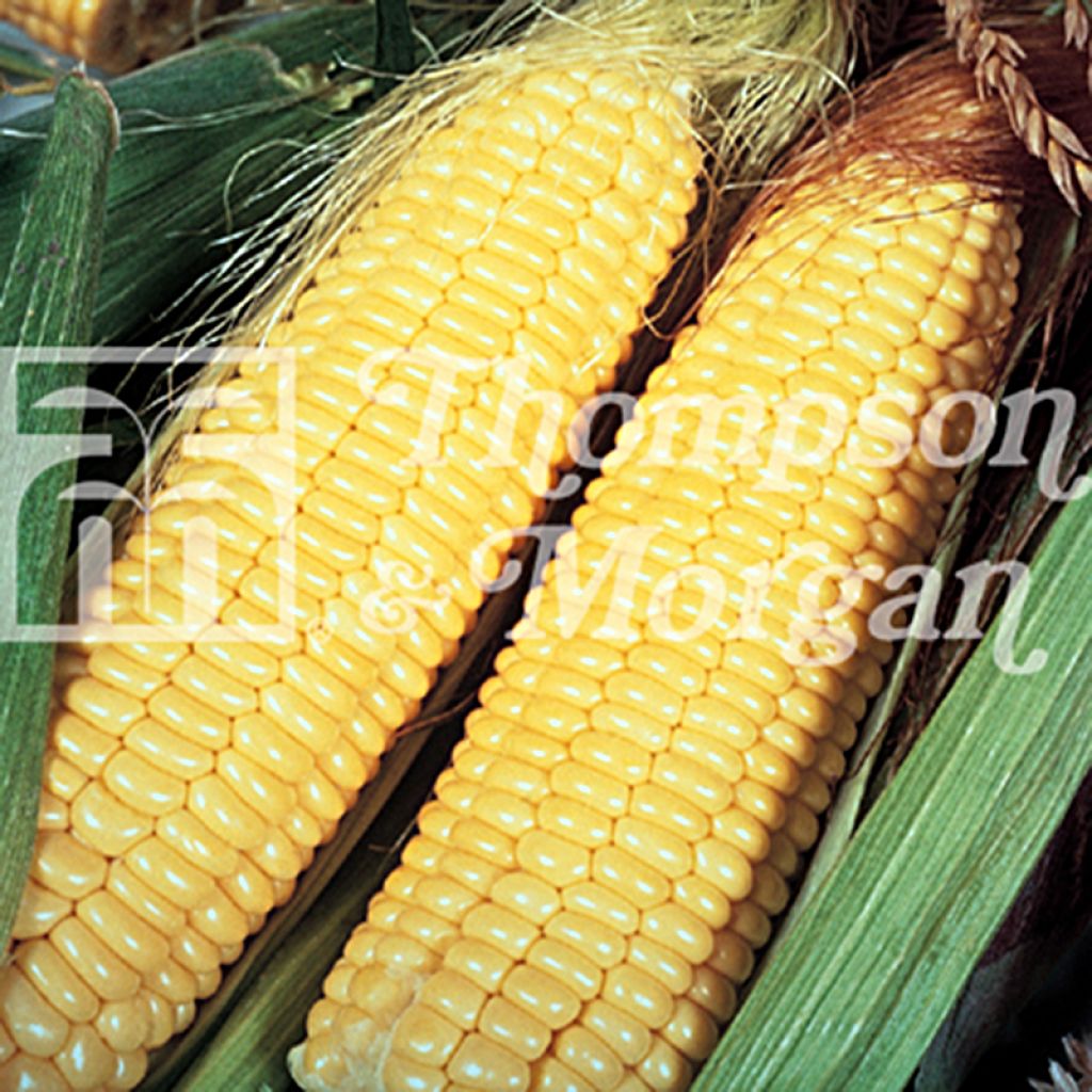 'Lark' F1 Sweetcorn - Zea mays