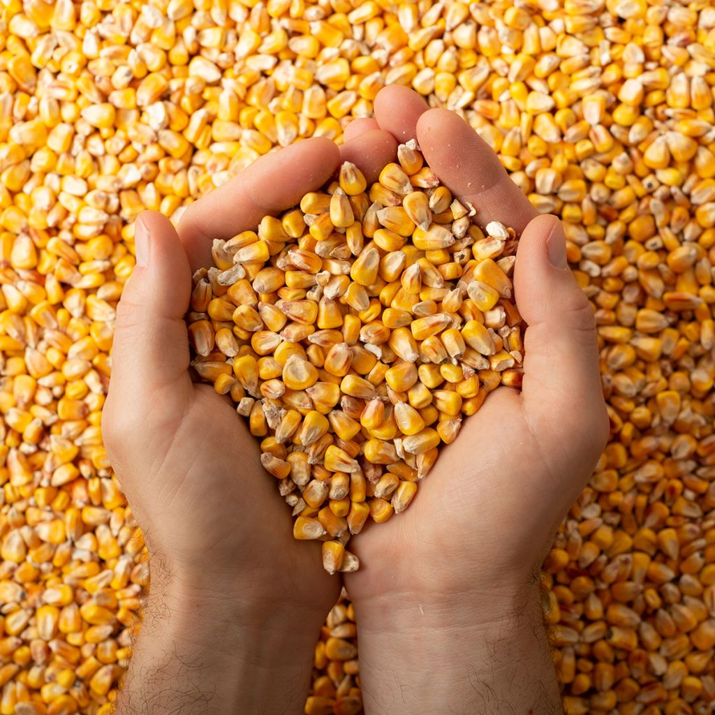 Zea mays - Fodder Corn