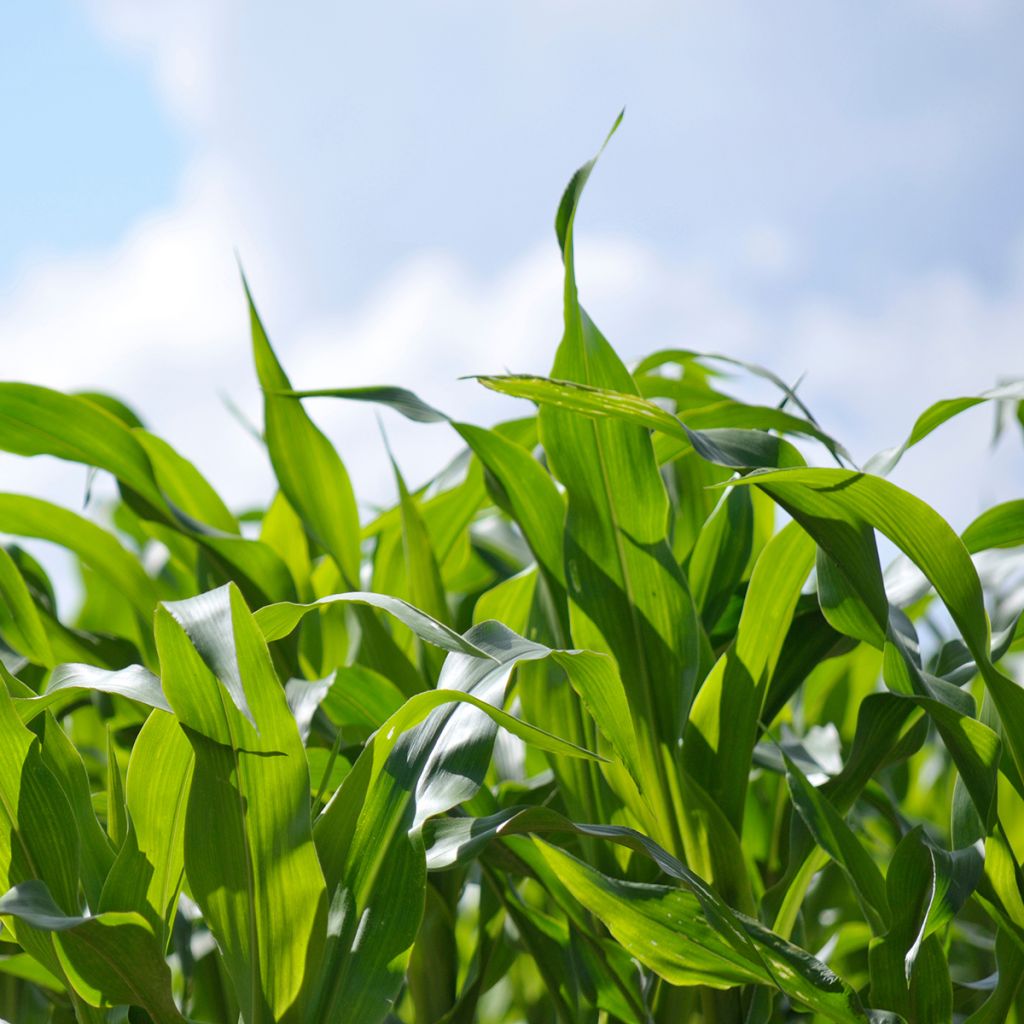 Zea mays - Fodder Corn