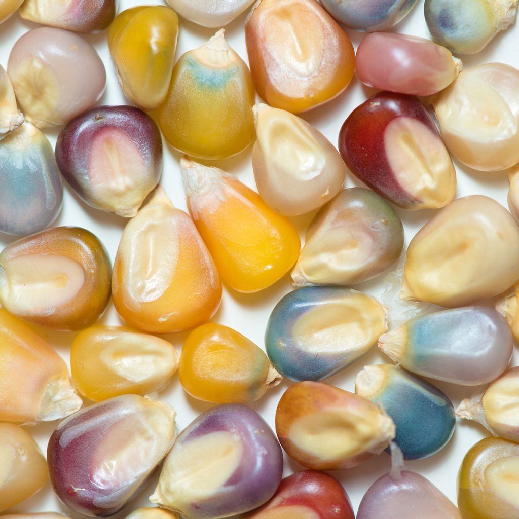 Organic Multicoloured Maize - Ferme de Sainte Marthe seeds seeds