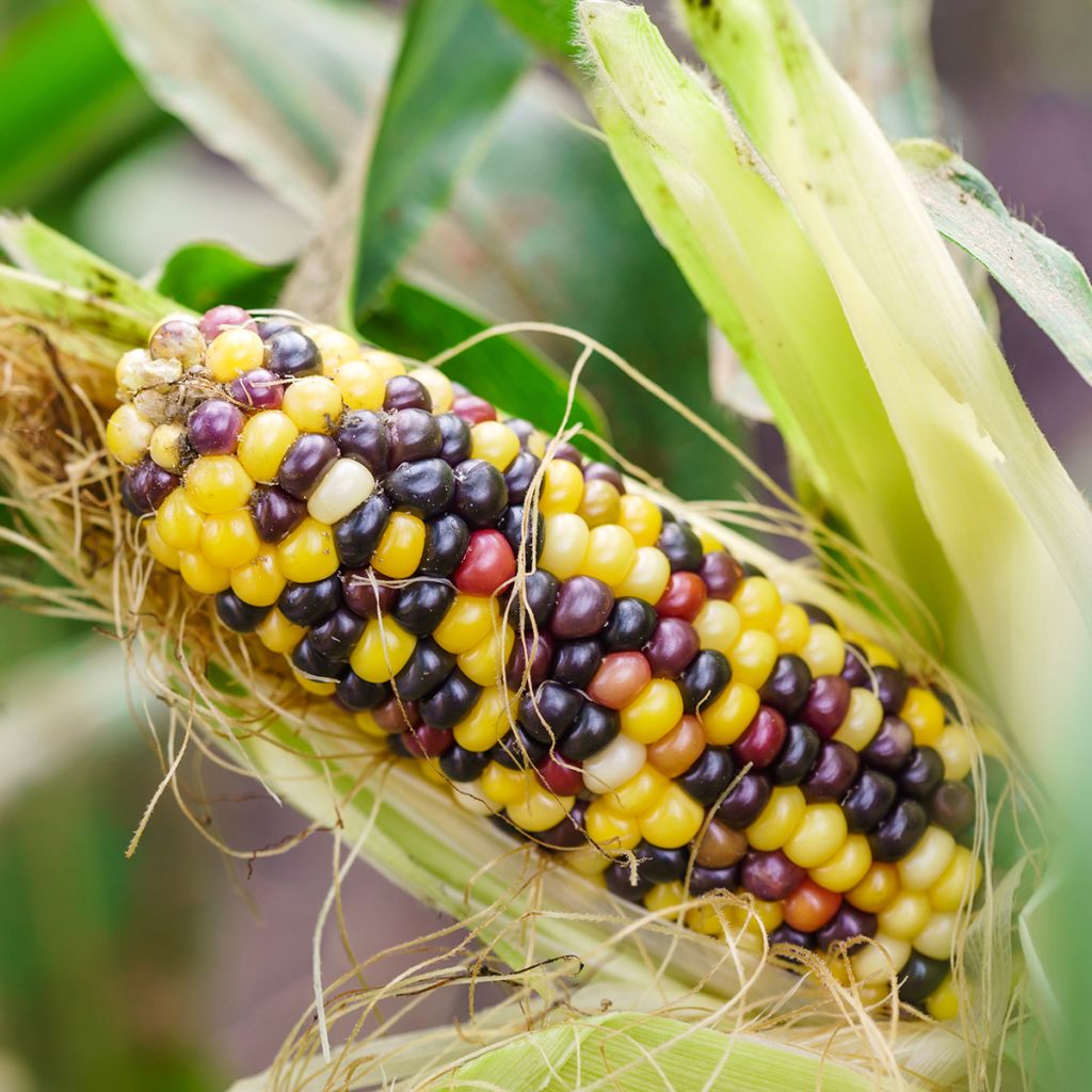Organic Multicoloured Maize - Ferme de Sainte Marthe seeds seeds