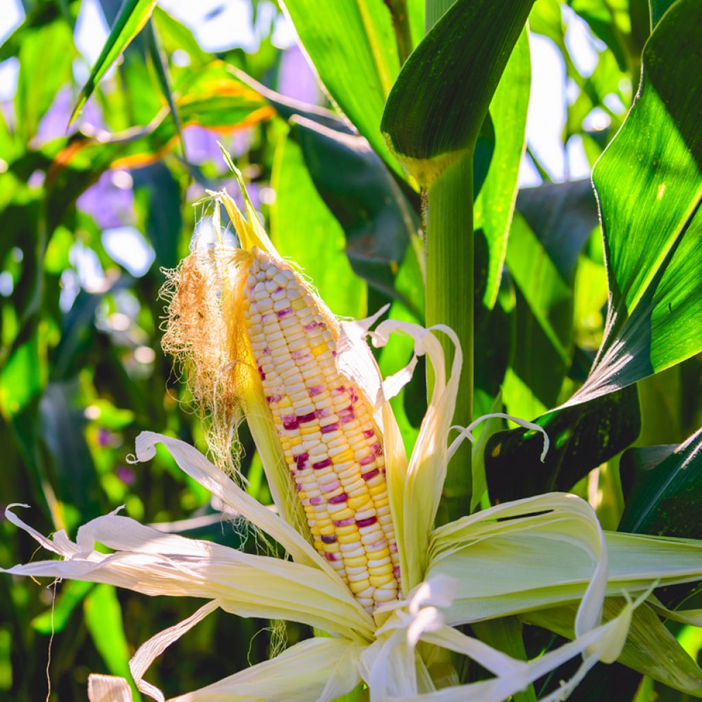 Organic Multicoloured Maize - Ferme de Sainte Marthe seeds seeds