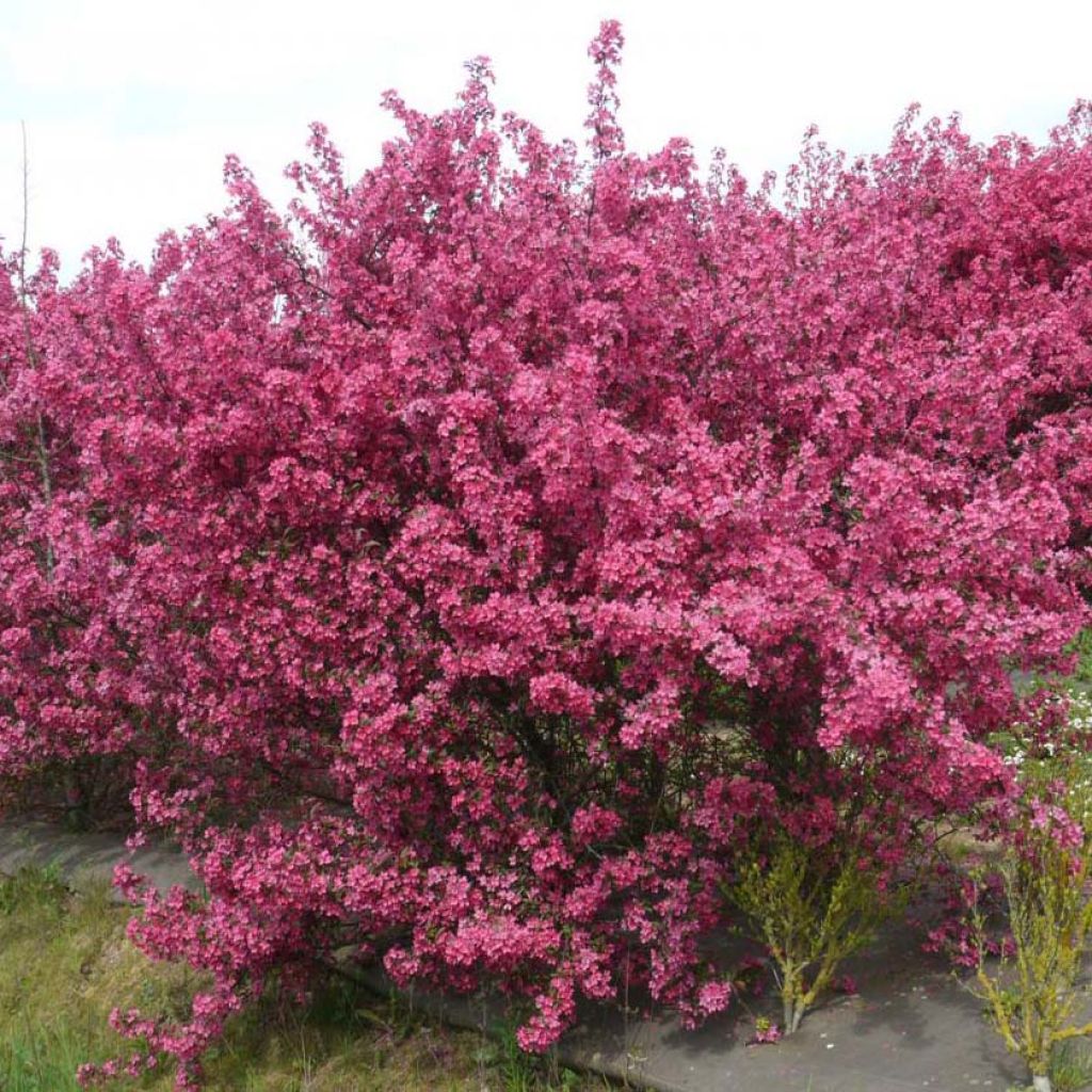 Pommier d'ornement - Malus Prairiefire.