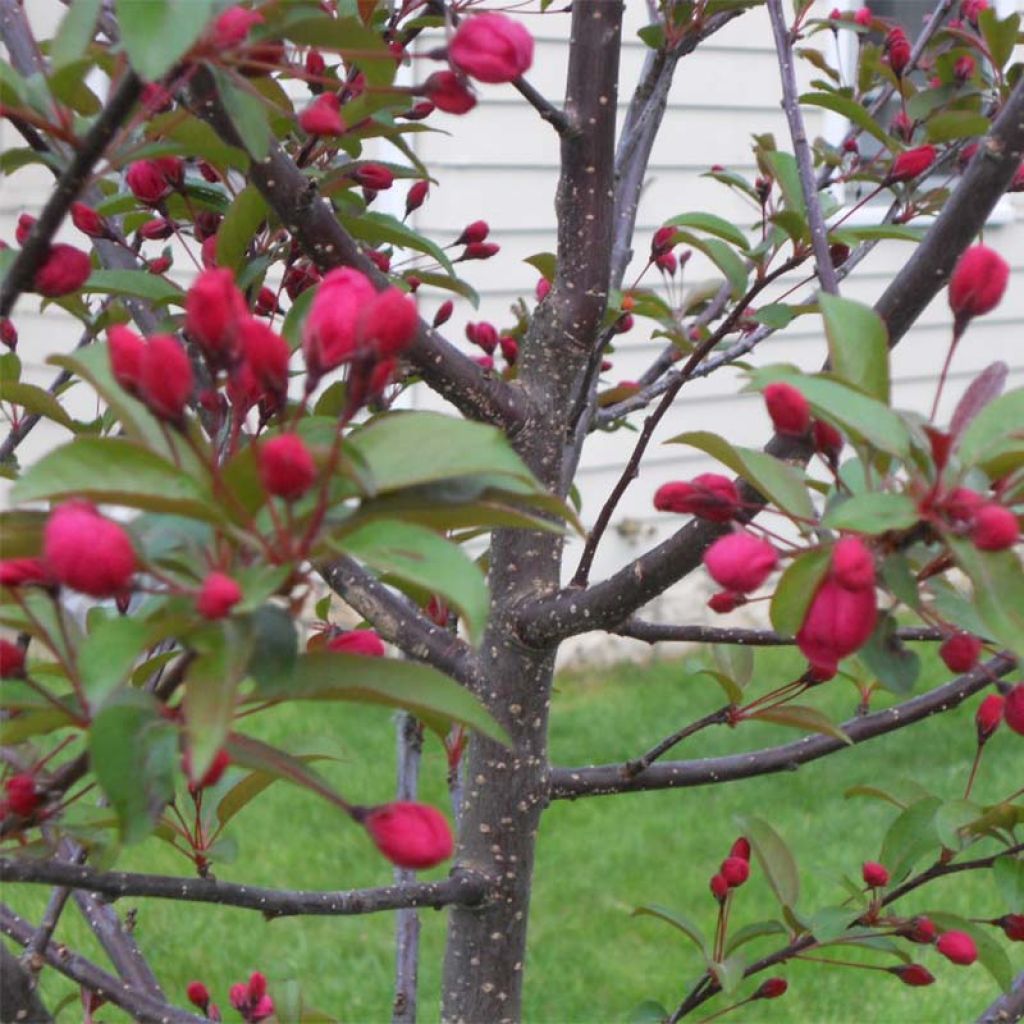 Pommier d'ornement - Malus Prairiefire.