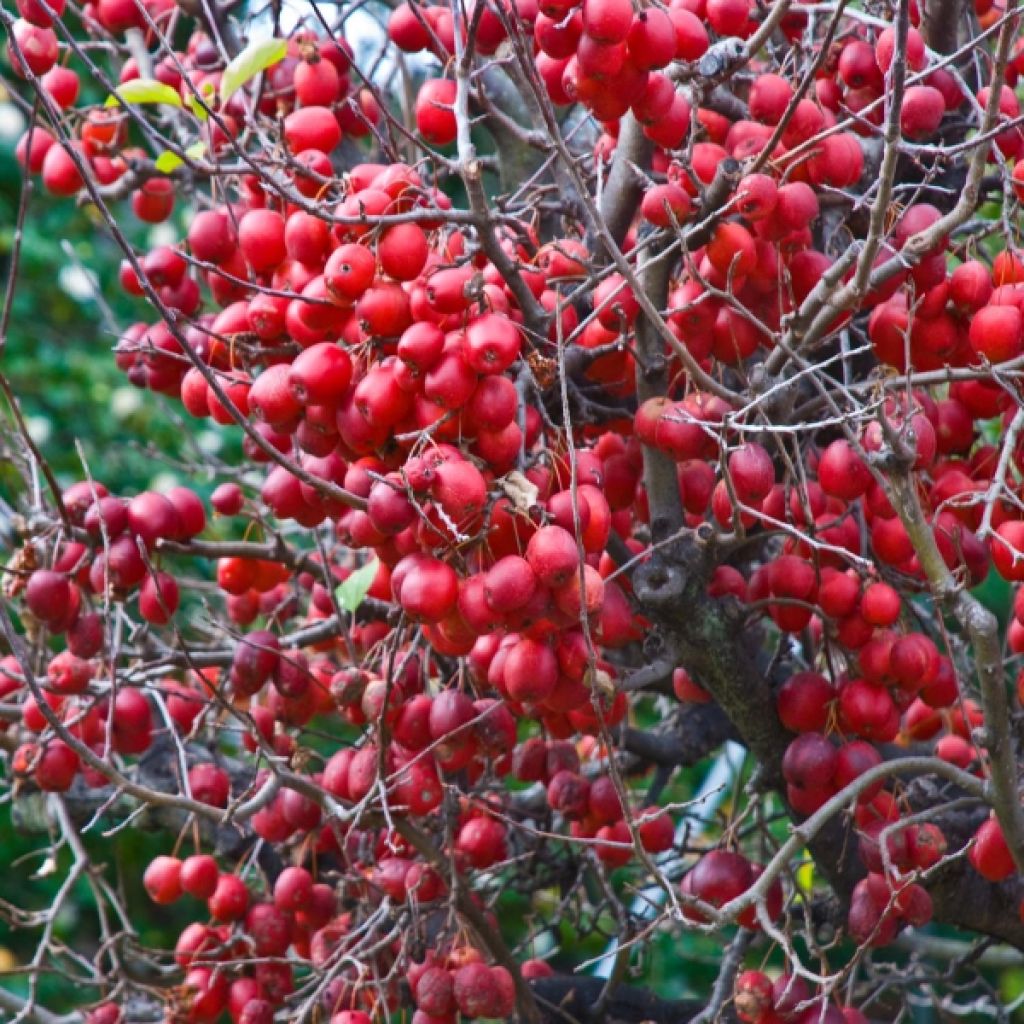 Malus  Red Sentinel