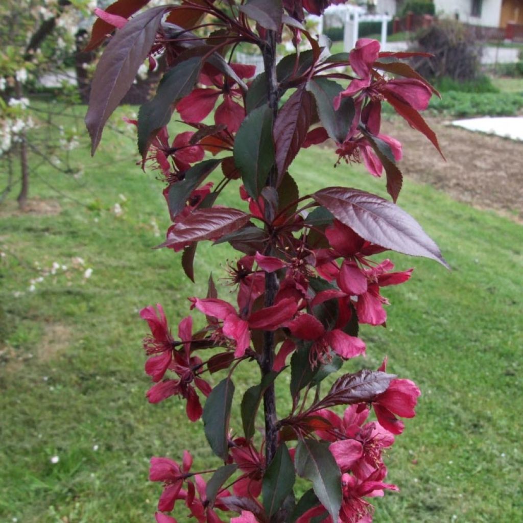 Pommier d'ornement - Malus Royalty