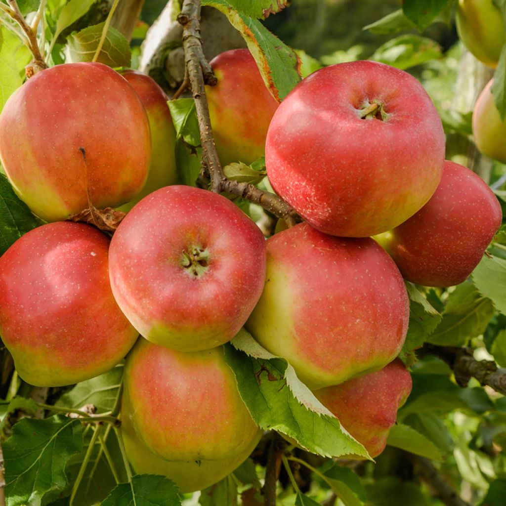 Malus domestica Grafsztynek Inflancki - Native Apple Tree, Common Apple Tree