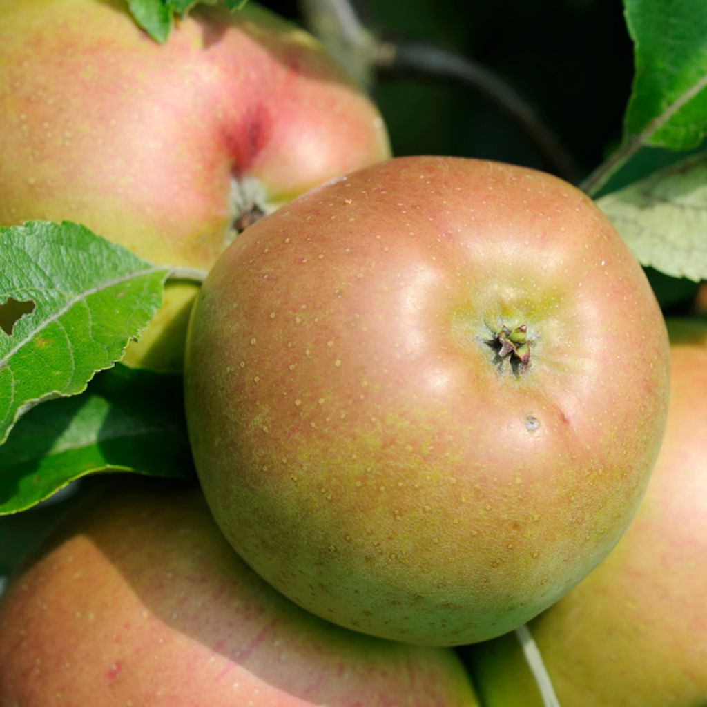 Malus domestica Pepina Parkera - Pommier domestique, Pommier commun