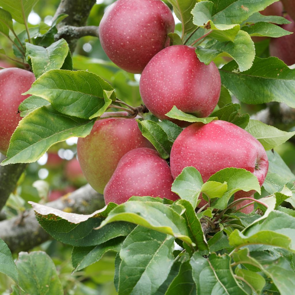 Malus domestica Rajka - Pommier domestique, Pommier commun