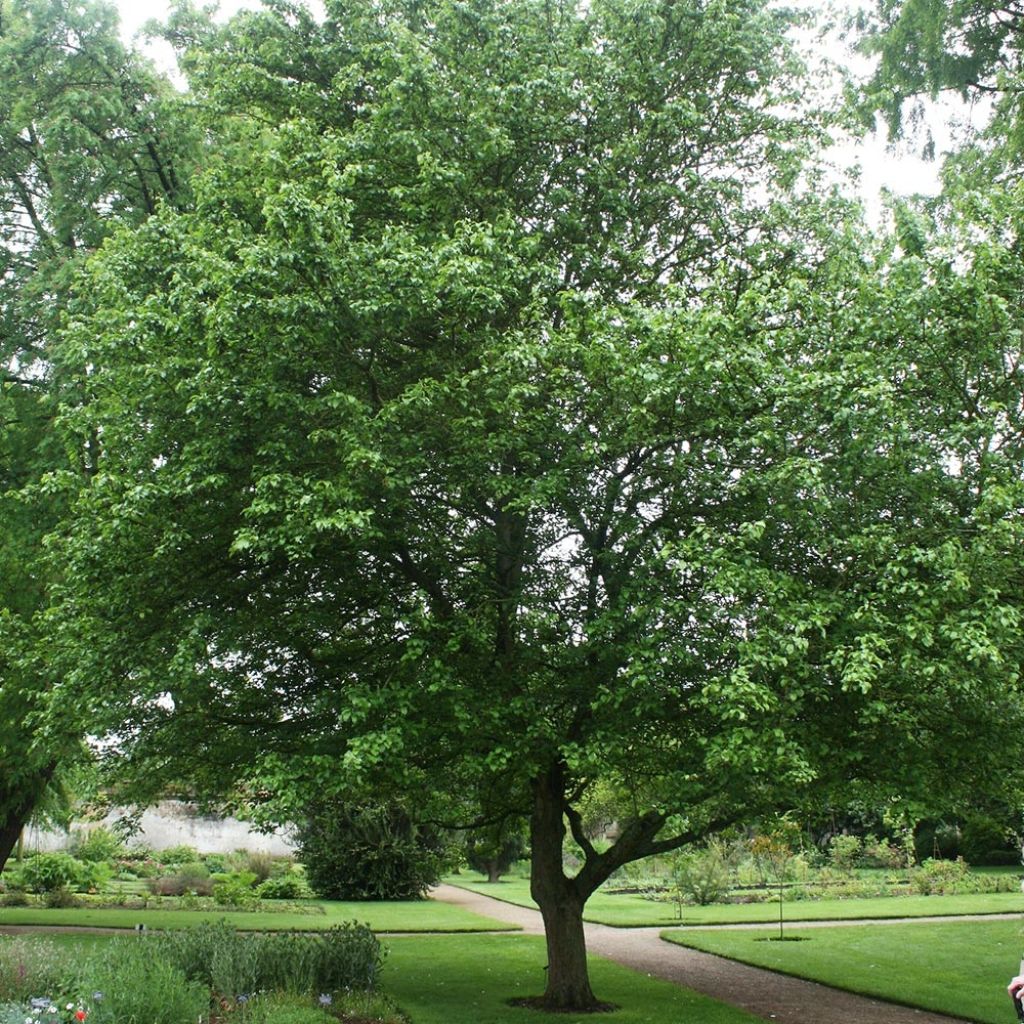 Malus sylvestris - Pommier sauvage