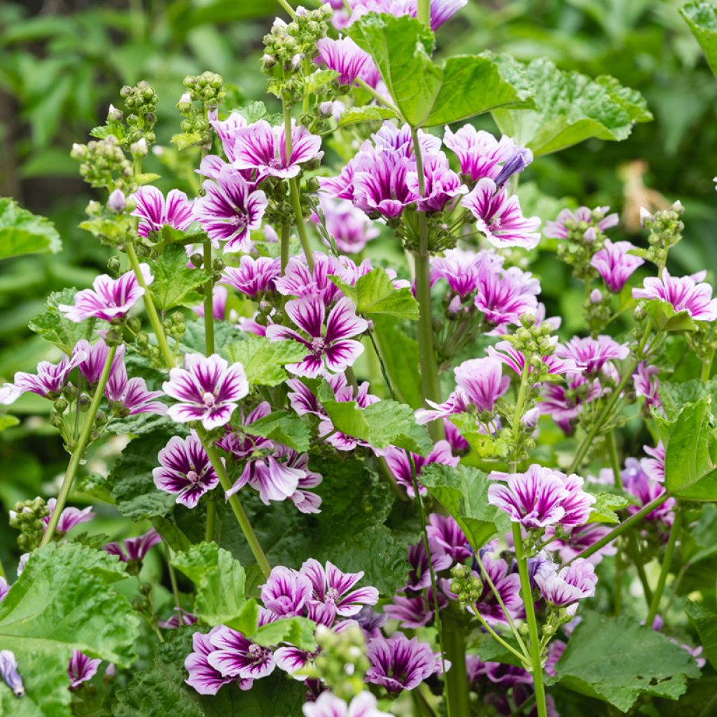 Malva sylvestris Zebrina Blue - Mallow