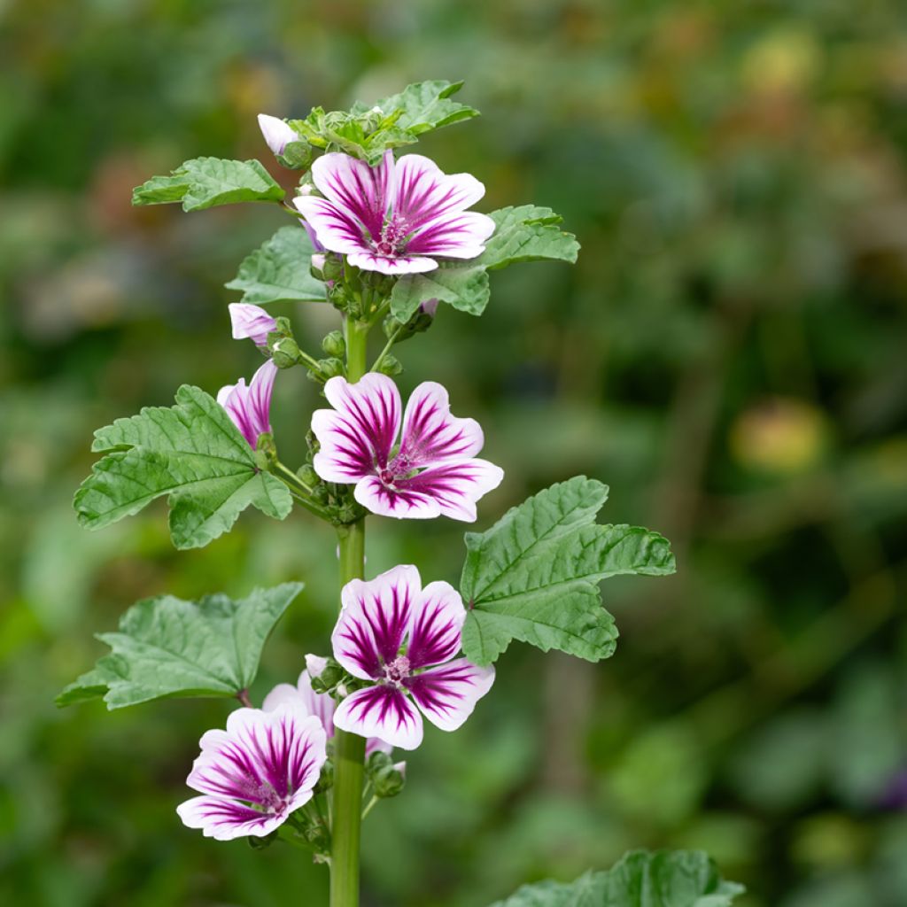 Malva sylvestris Zebrina Blue - Mallow