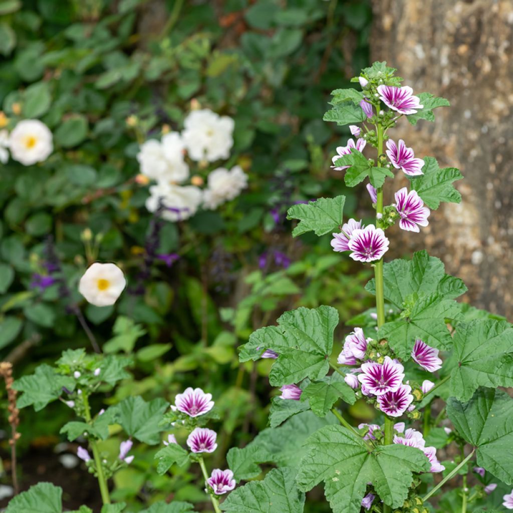 Malva sylvestris Zebrina Blue - Mallow