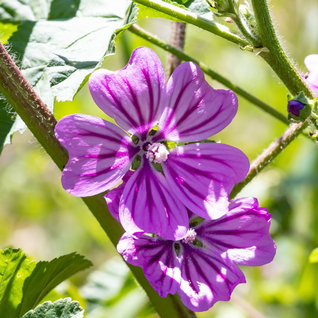 Malva sylvestris Zebrina Blue - Mallow