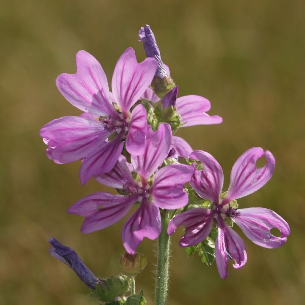 Mauve sylvestre - Malva sylvestris