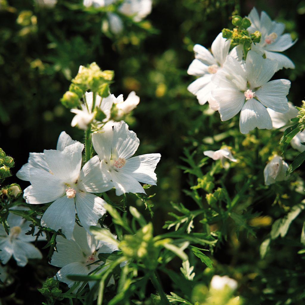 Malva moschata Snow White - seeds