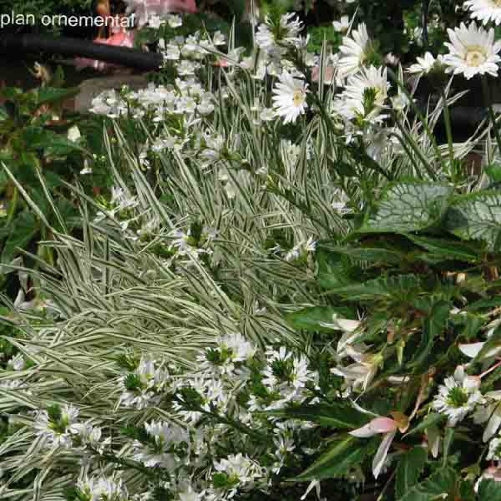 White Flower Collection