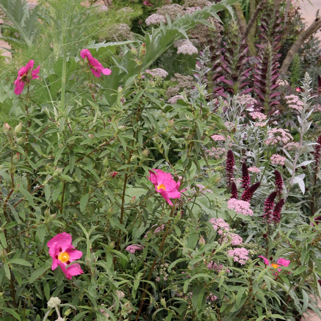 Collection of plants for a dry summer flowerbed