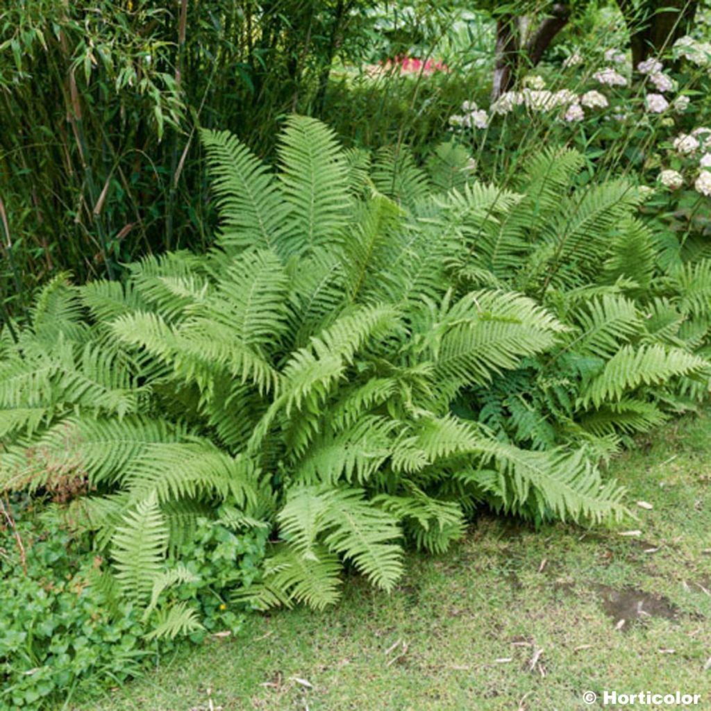 Fougère, Matteuccia orientalis