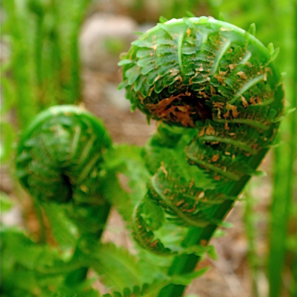 Matteuccia pensylvanica, Fougère