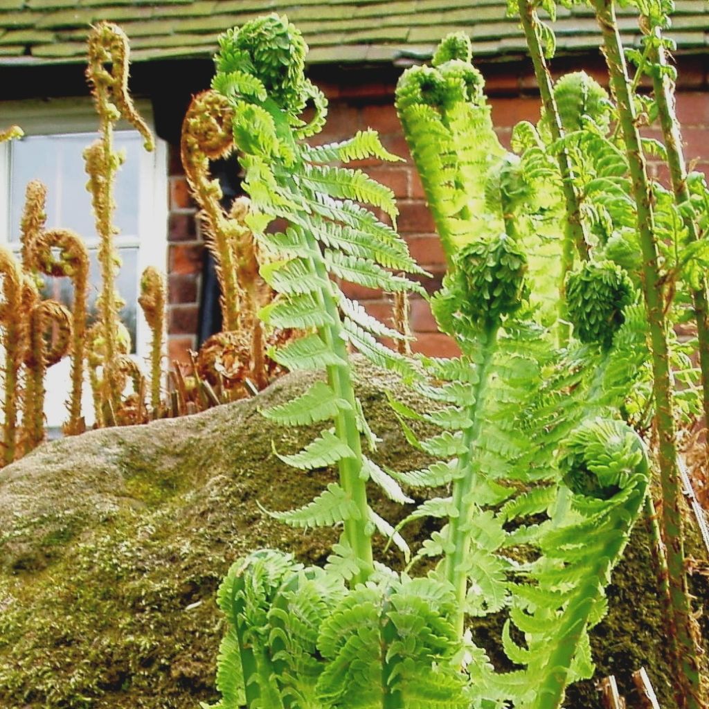 Matteuccia struthiopteris - Ostrich Fern