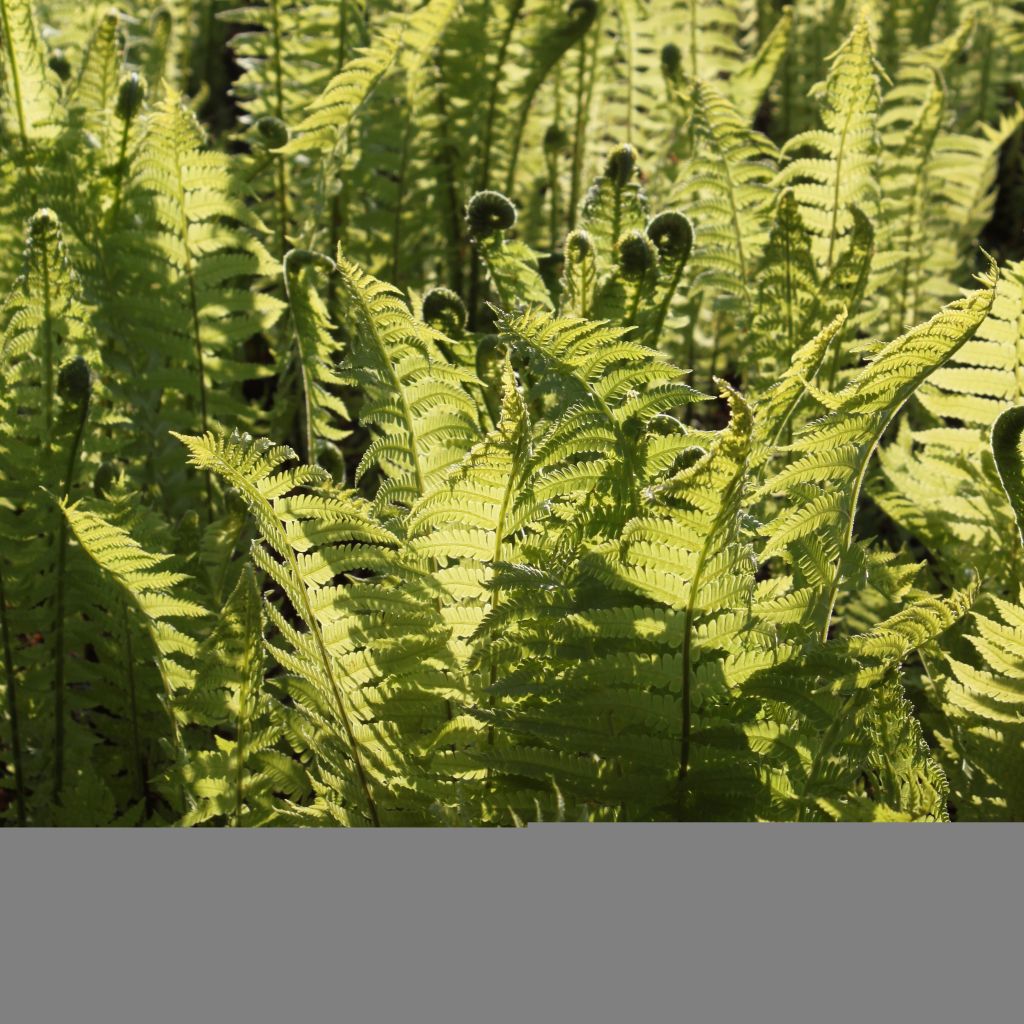 Matteuccia struthiopteris - Ostrich Fern