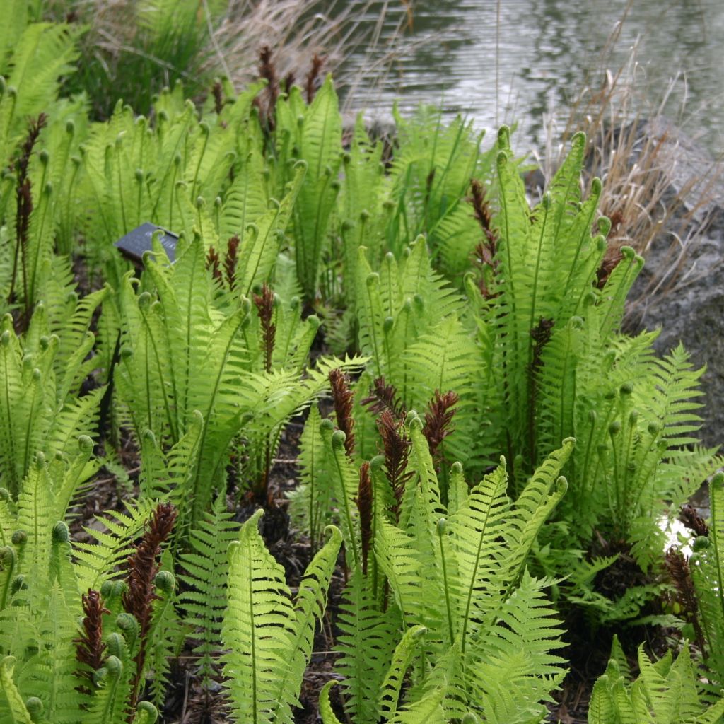 Matteuccia struthiopteris - Ostrich Fern