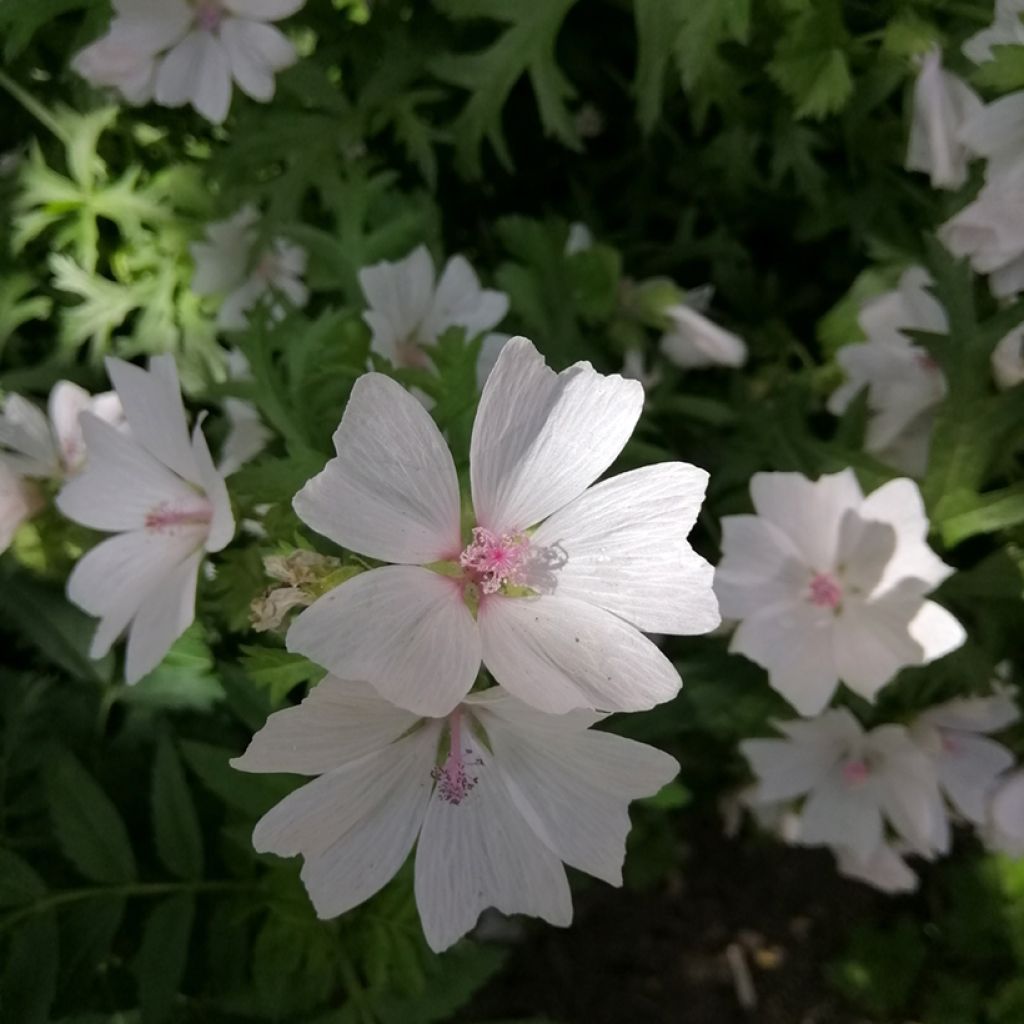 Malva moschata Alba - Musk Mallow