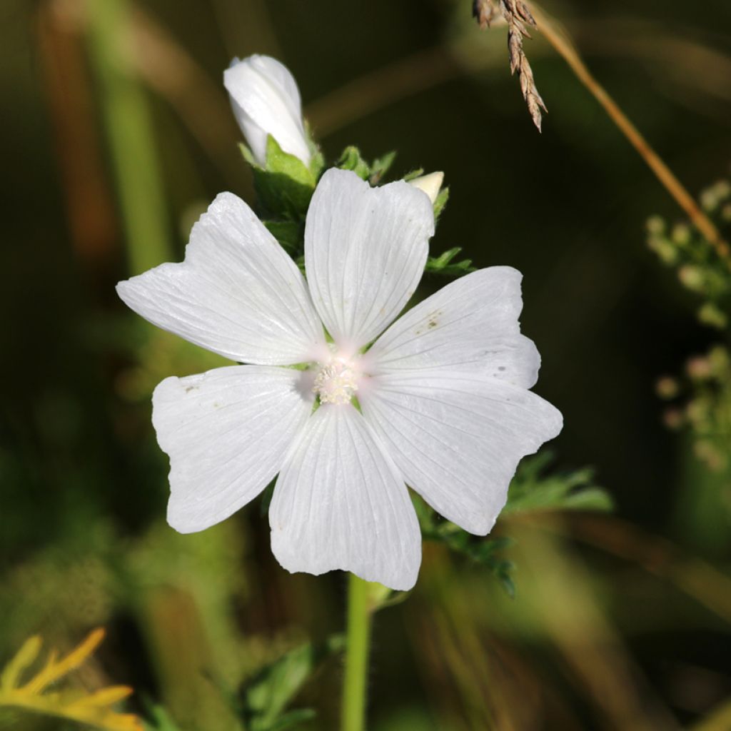 Malva moschata Alba - Musk Mallow