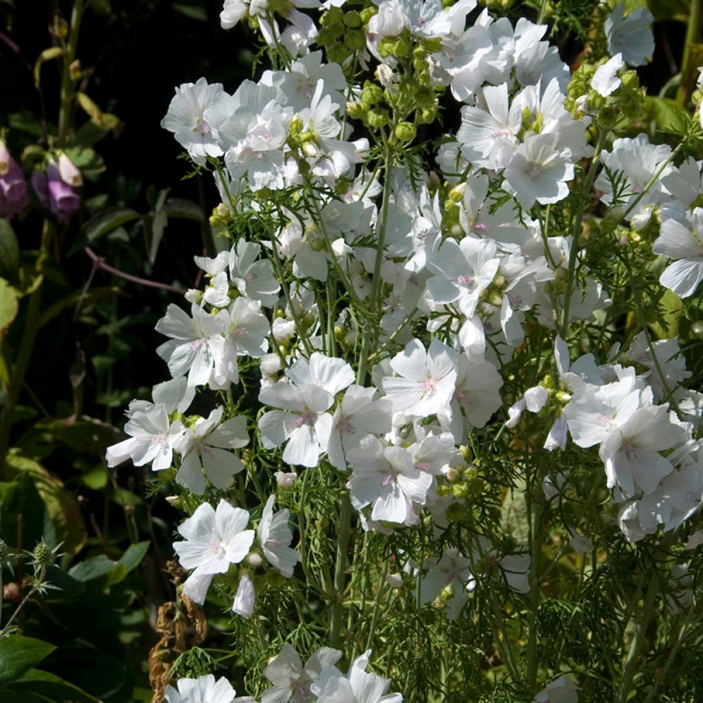 Malva moschata Alba - Musk Mallow