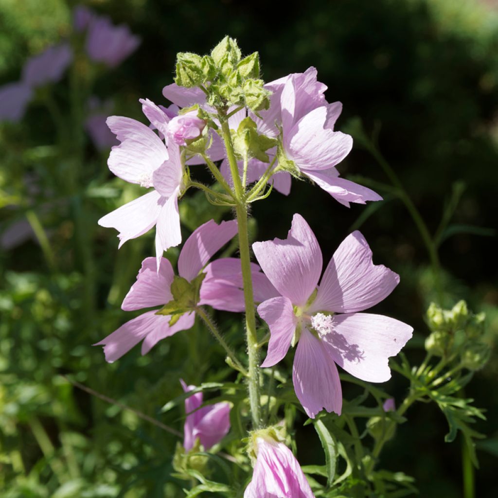 Malva moschata Rosea - Musk Mallow