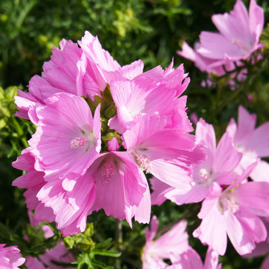 Malva moschata Rosea - Musk Mallow