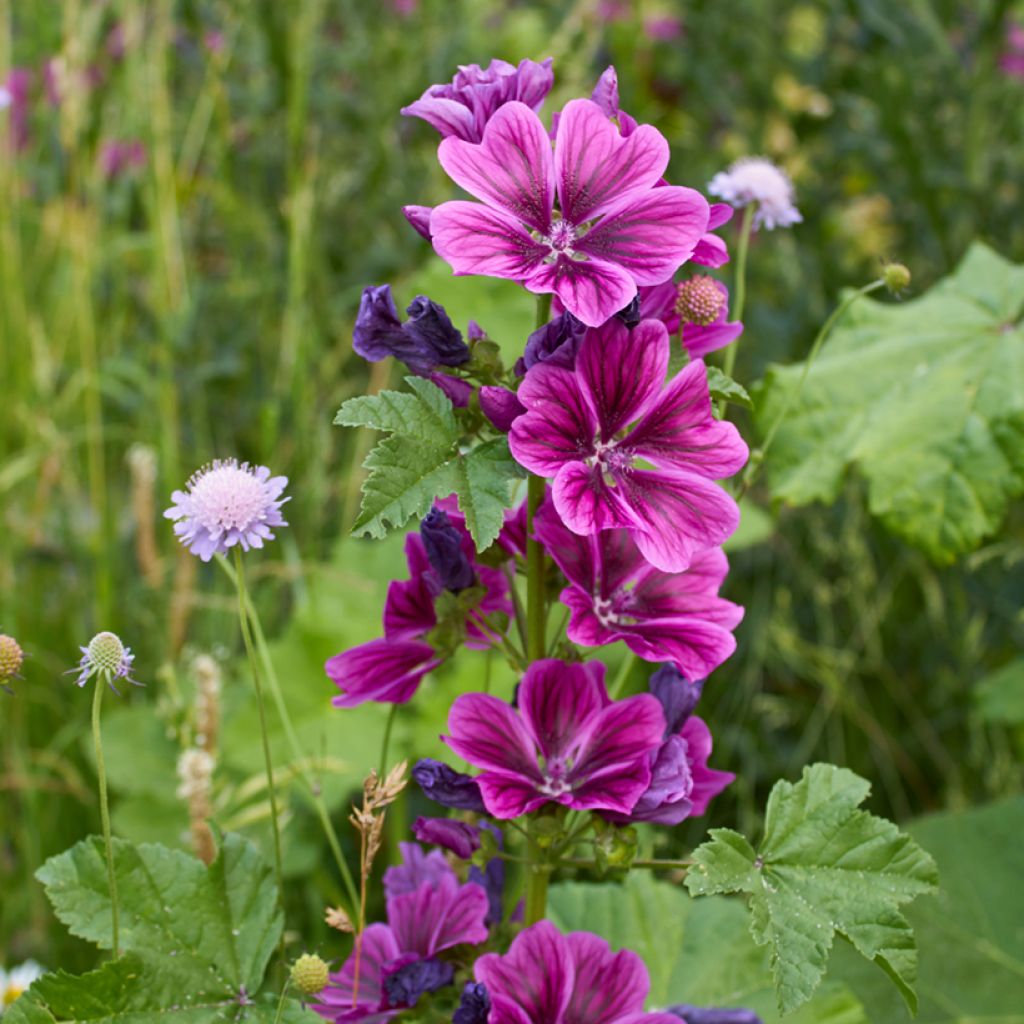 Malva sylvestris - Mallow